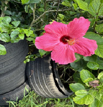 A flower